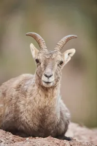 Alpine ibex (Capra ibex) portrait