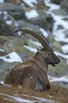 Alpine ibex (Capra ibex) resting in light snow fall