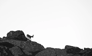 Alpine ibex (Capra ibex), on rocks