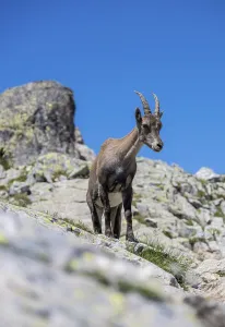 Alpine Ibex (Capra ibex) on rocks