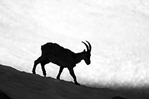 Alpine ibex (Capra ibex), silhouette in front of snowfield