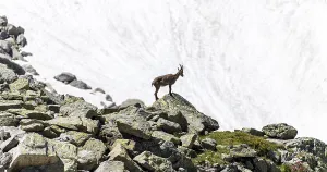 Alpine Ibex (Capra ibex) in front of Snowfield