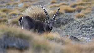 Alpine ibex (Capra ibex), standing in a bristly grass meadow