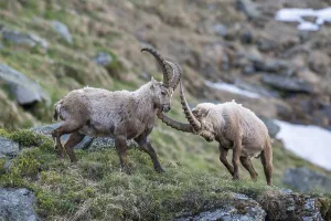 Alpine ibex (Capra ibex), also steinbock or Ibex, fighting for rank, High Tauern National Park, Carinthia, Austria, Europe