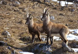 Alpine ibex (Capra ibex), Weiz
