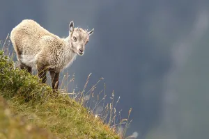 Alpine Ibex (Capra ibex), young animal