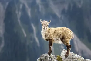 Alpine Ibex (Capra ibex), young animal