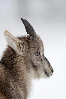 Alpine Ibex (Capra ibex), young in winter