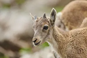 Alpine ibex (Capra ibex) youngster