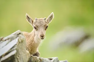 Alpine ibex (Capra ibex) youngster
