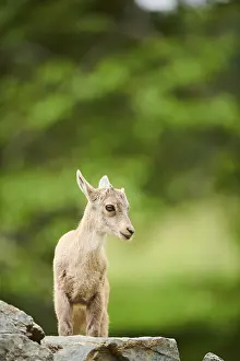 Alpine ibex (Capra ibex) youngster