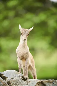 Alpine ibex (Capra ibex) youngster