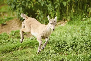 Alpine ibex (Capra ibex) youngster jumging in the air on a meadow