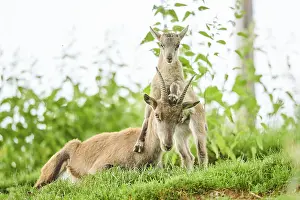 Alpine ibex (Capra ibex) youngster klimbing on their mother