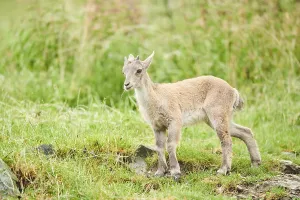 Alpine ibex (Capra ibex) youngster walking on a meadow