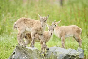 Alpine ibex (Capra ibex) youngsters
