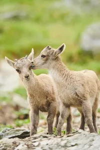 Alpine ibex (Capra ibex) youngsters