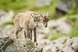 Alpine ibex (Capra ibex) youngsters