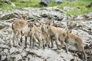 Alpine ibex (Capra ibex) youngsters