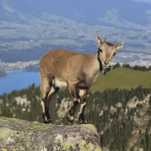 Alpine ibex standing on the ridge of Mount Niederhorn