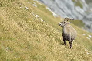 Alpine Ibex or Steinbock (Capra ibex)