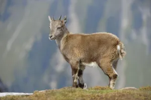 Alpine Ibex or Steinbock or Ibex (Capra ibex)