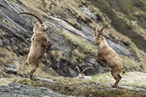 Alpine Ibexes (Capra Ibex), fighting for the dominance hierarchy
