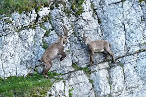 Alpine Ibexes (Capra ibex), fighting on steep rock face