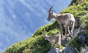 Alpine Ibexes (Capra ibex), mother with young on rocks