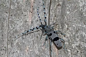 Alpine longhorn beetle (Rosalia alpina)
