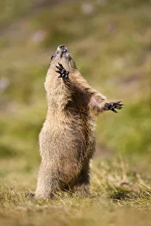Alpine Marmot