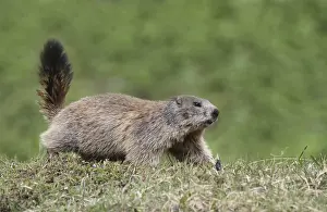 Alpine marmot