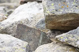 An alpine marmot hides under a rock