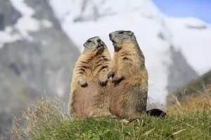 Alpine Marmot (Marmota marmota)