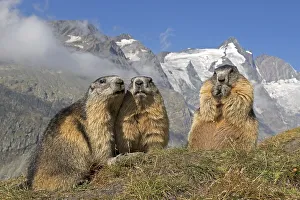 Alpine marmot (Marmota marmota)