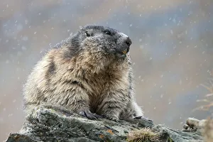 Alpine marmot (Marmota marmota)