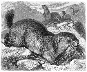 Alpine marmot (Marmota marmota)