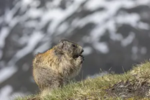 One Alpine Marmot, Marmota marmota