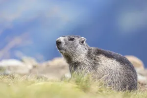 One Alpine Marmot, Marmota marmota