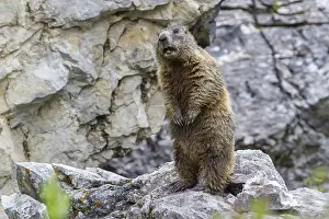 Alpine Marmot (Marmota marmota)