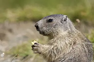 Alpine marmot (Marmota marmota)