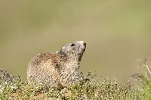 Alpine Marmot (Marmota marmota)