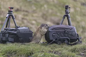 One Alpine Marmot, Marmota marmota