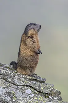 Alpine marmot (Marmota marmota)