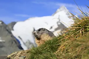 Alpine Marmot (Marmota marmota)