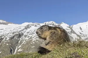 One Alpine Marmot, Marmota marmota