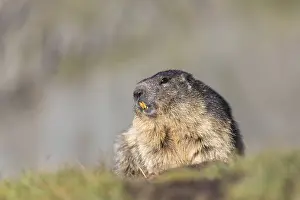 One Alpine Marmot, Marmota marmota