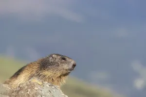 One Alpine Marmot, Marmota marmota