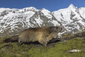 One Alpine Marmot, Marmota marmota