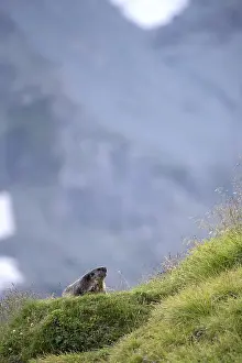 Alpine marmot (Marmota marmota)